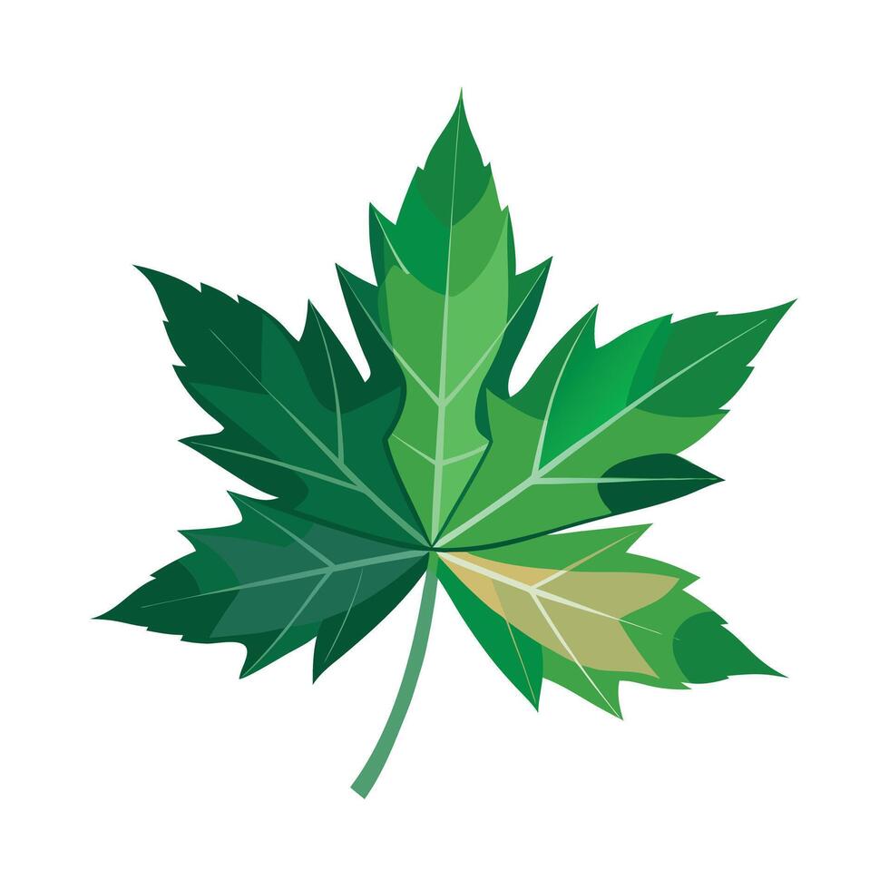Realistic Beautiful Leaves Illustration vector