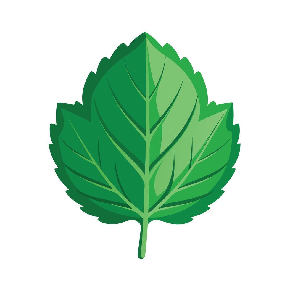 Realistic Beautiful Leaves Illustration vector