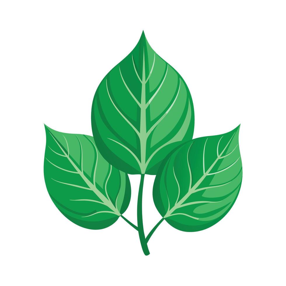 Realistic Beautiful Leaves Illustration vector