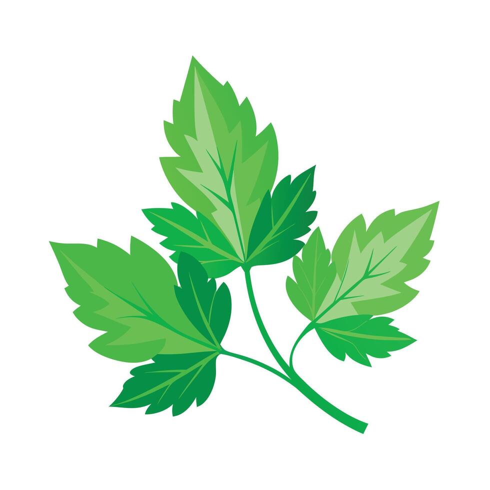 Realistic Beautiful Leaves Illustration vector