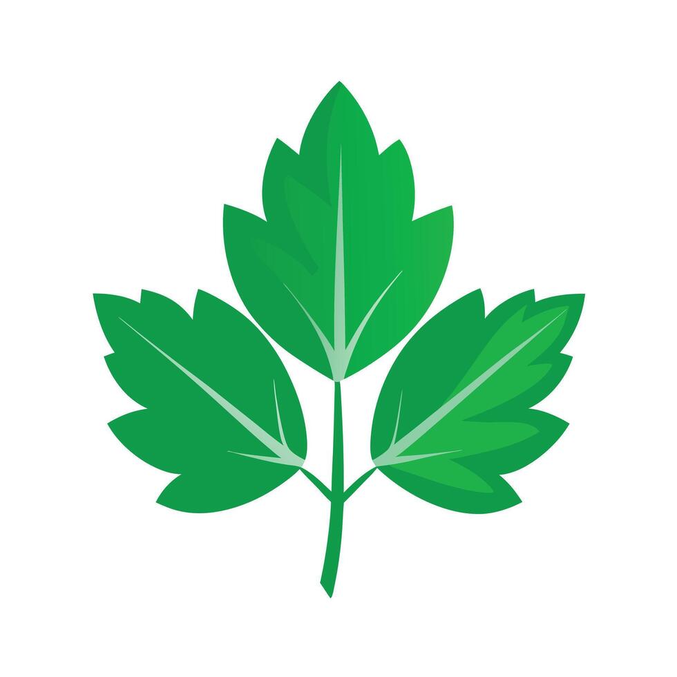 Realistic Beautiful Leaves Illustration vector