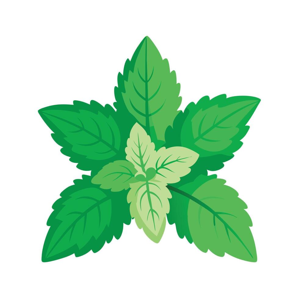 Realistic Beautiful Leaves Illustration vector