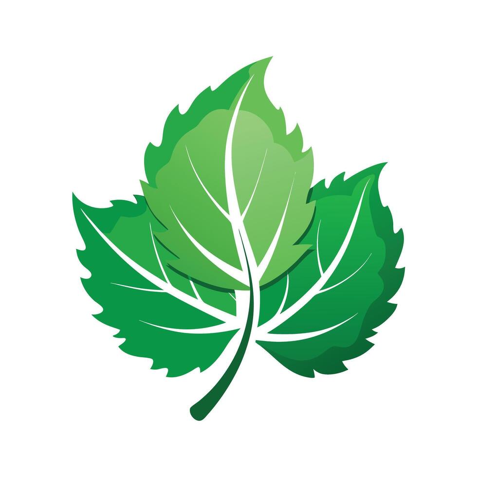 Realistic Beautiful Leaves Illustration vector