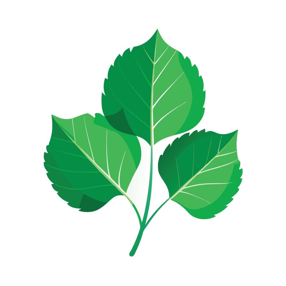 Realistic Beautiful Leaves Illustration vector