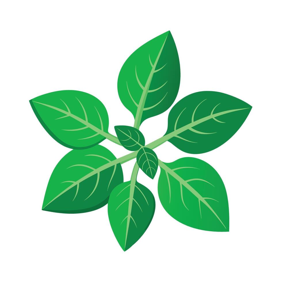 Realistic Beautiful Leaves Illustration vector