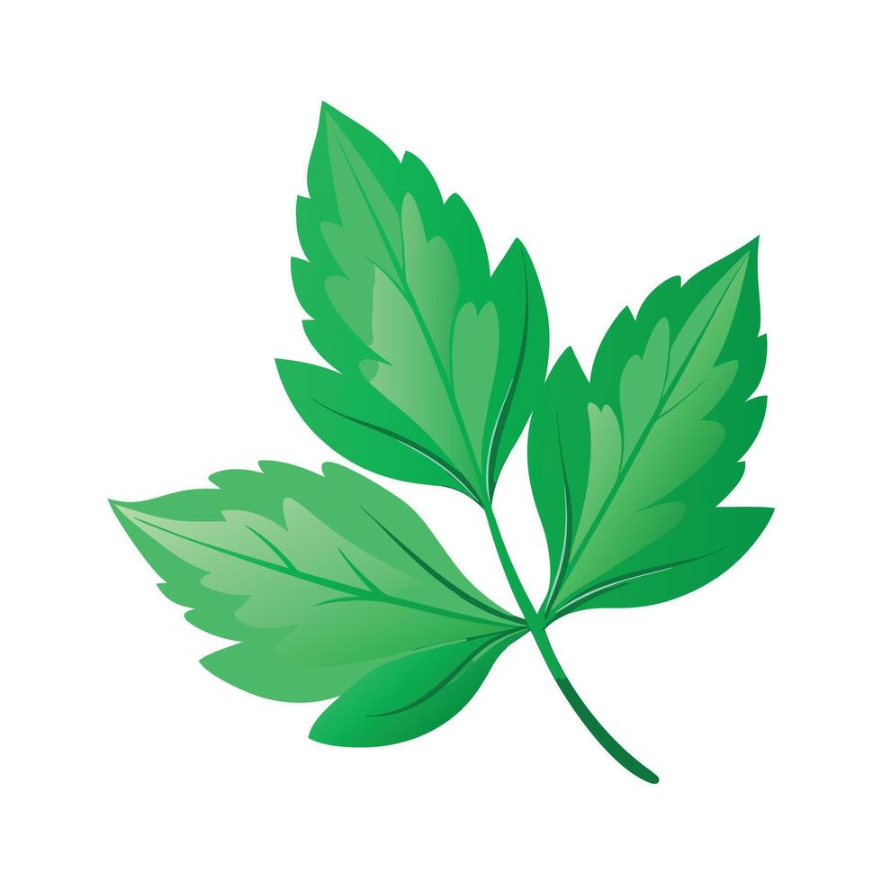 Realistic Beautiful Leaves Illustration vector