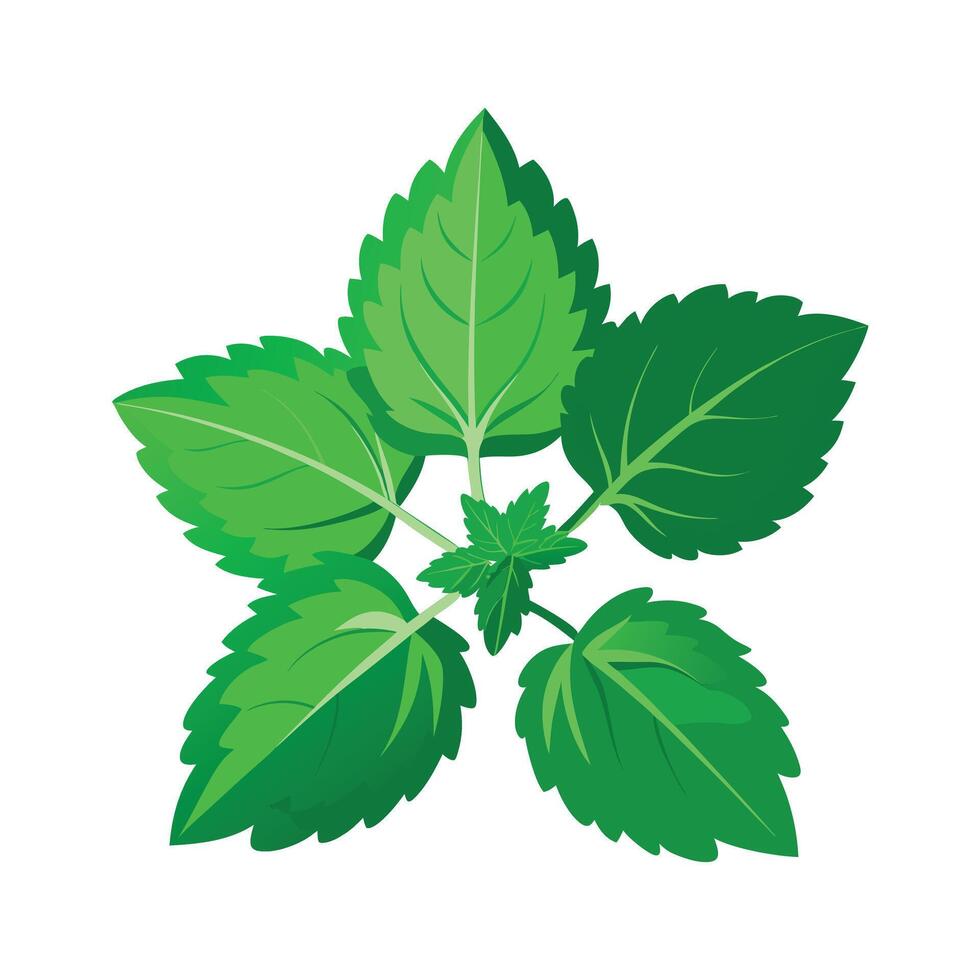 Realistic Beautiful Leaves Illustration vector