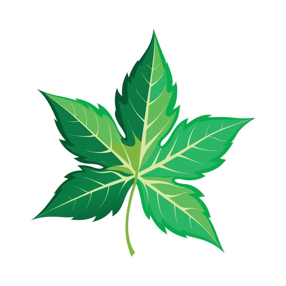 Realistic Beautiful Leaves Illustration vector