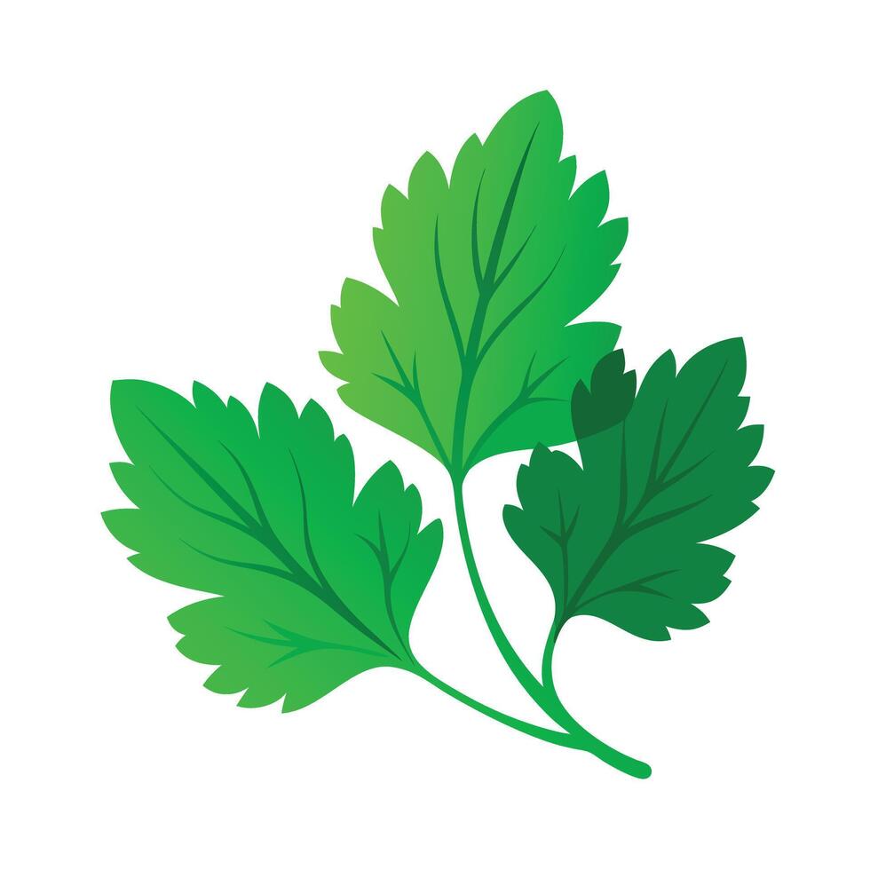 Realistic Beautiful Leaves Illustration vector