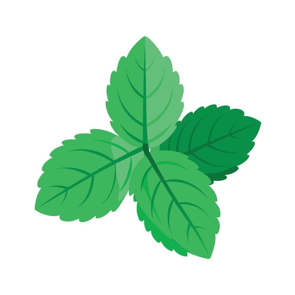 Realistic Beautiful Leaves Illustration vector