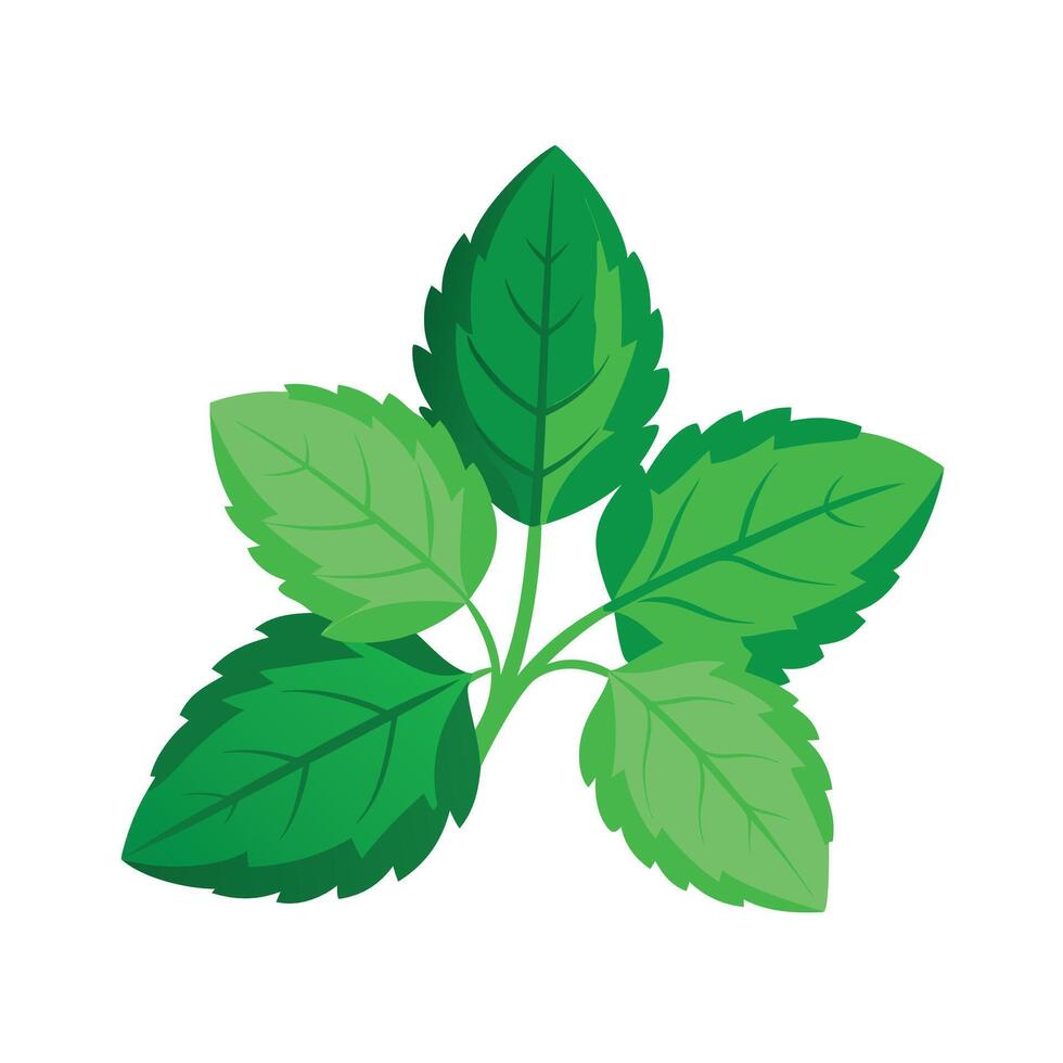 Realistic Beautiful Leaves Illustration vector