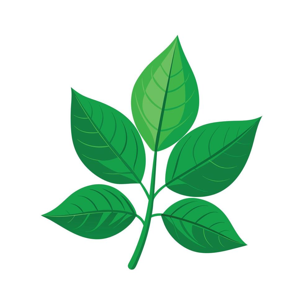 Realistic Beautiful Leaves Illustration vector