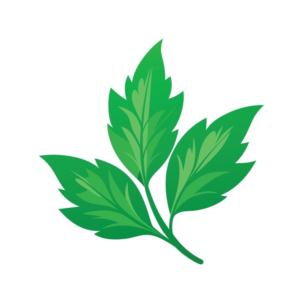 Realistic Beautiful Leaves Illustration vector