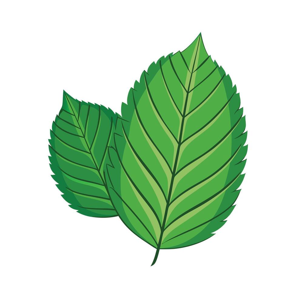 Realistic Beautiful Leaves Illustration vector