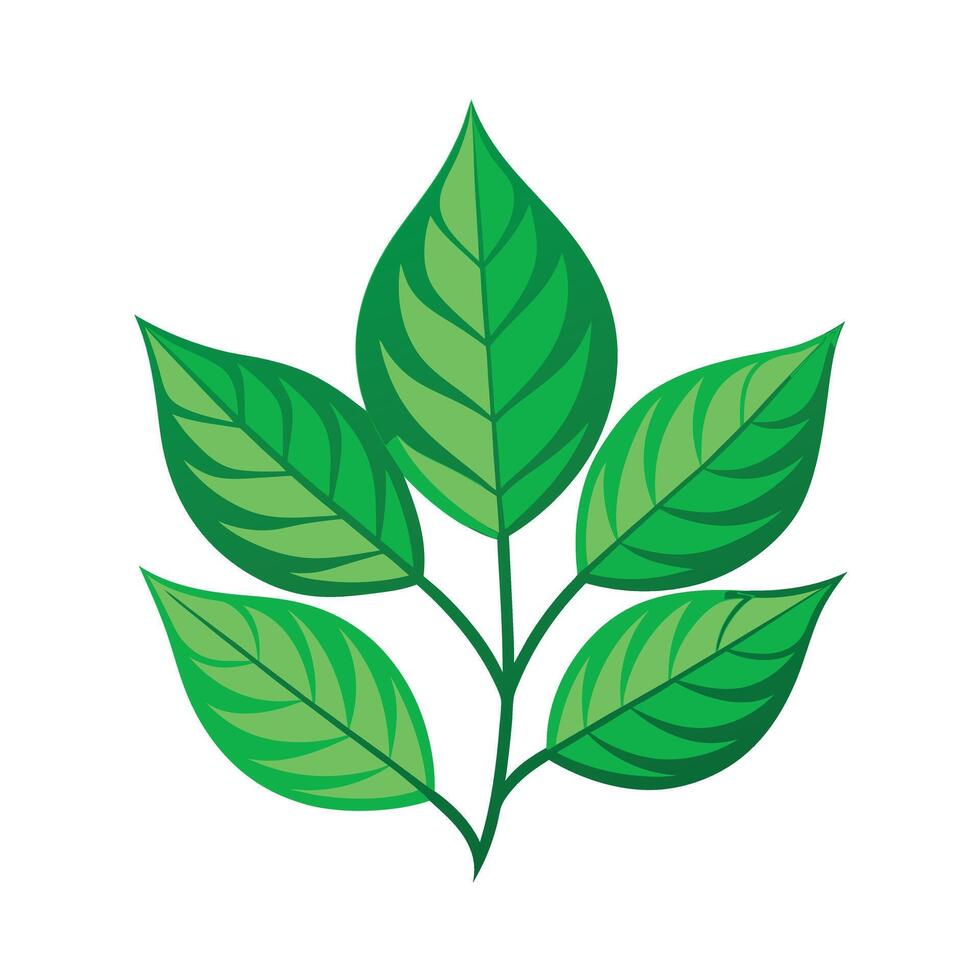 Realistic Beautiful Leaves Illustration vector