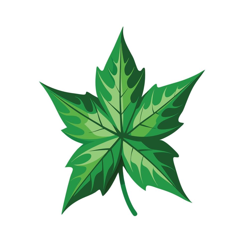 Realistic Beautiful Leaves Illustration vector