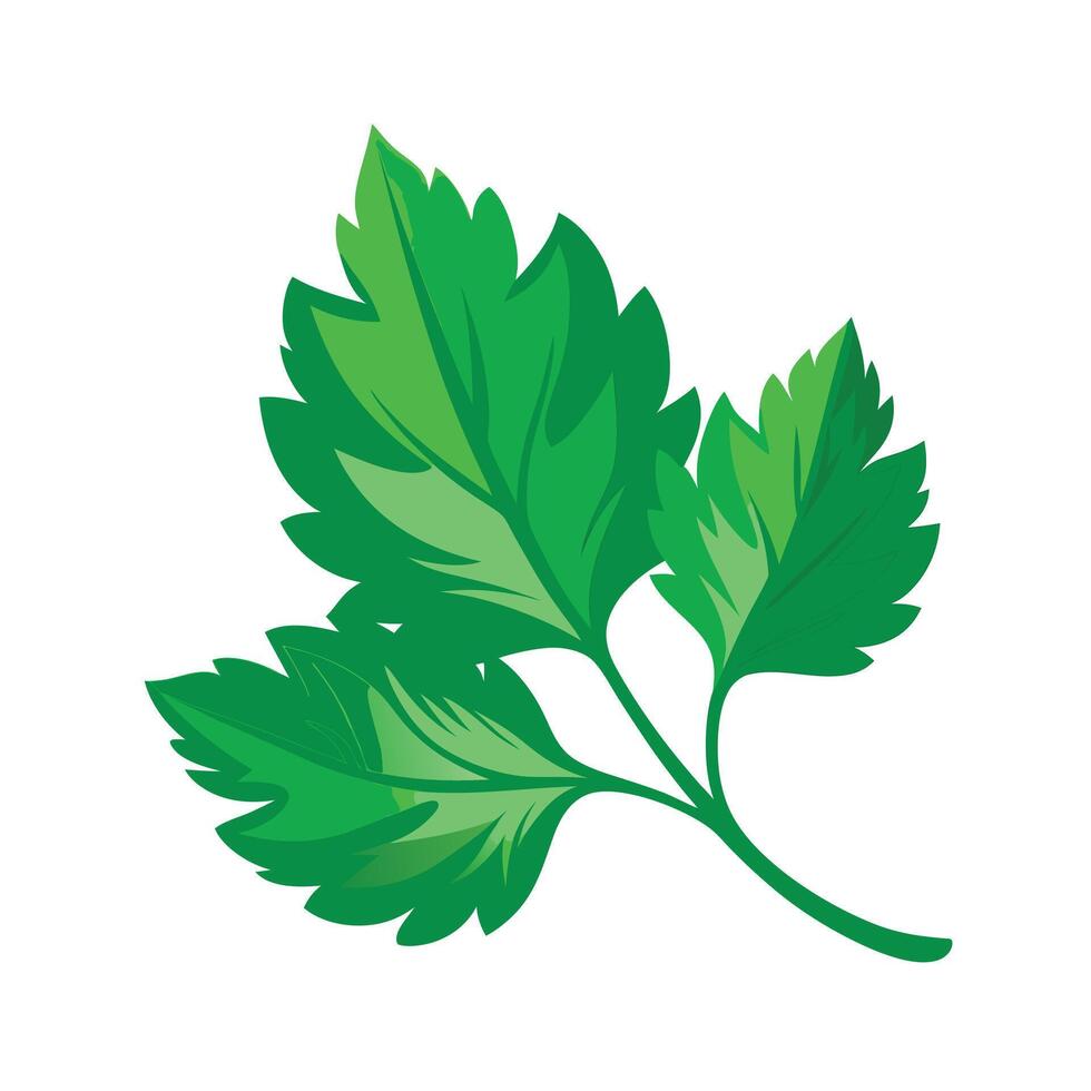 Realistic Beautiful Leaves Illustration vector