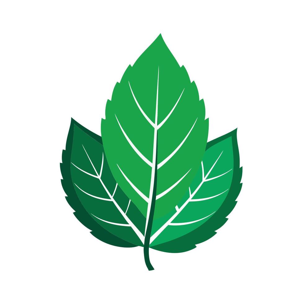 Realistic Beautiful Leaves Illustration vector