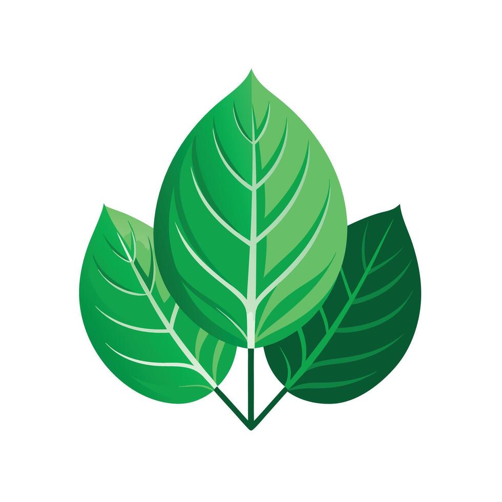 Realistic Beautiful Leaves Illustration vector