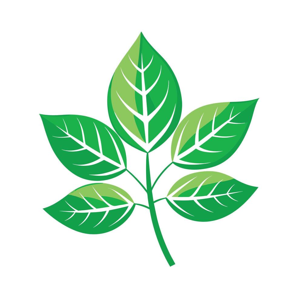 Realistic Beautiful Leaves Illustration vector