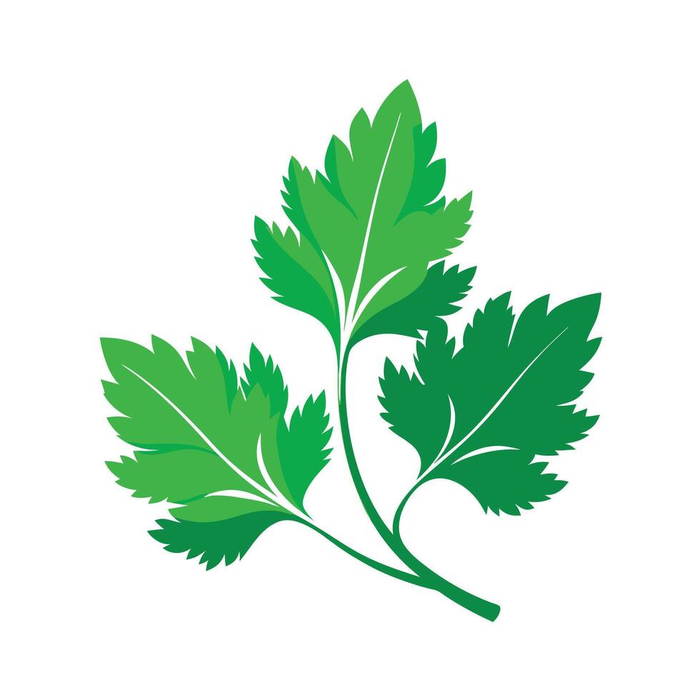Realistic Beautiful Leaves Illustration vector