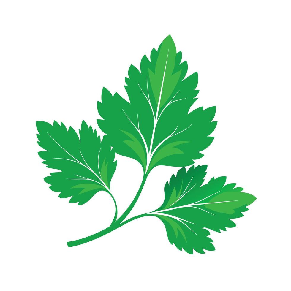 Realistic Beautiful Leaves Illustration vector