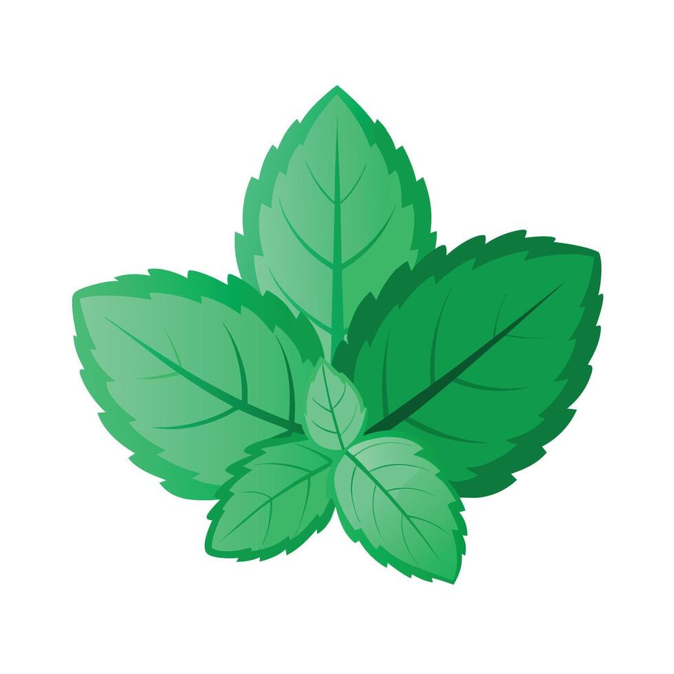 Realistic Beautiful Leaves Illustration vector