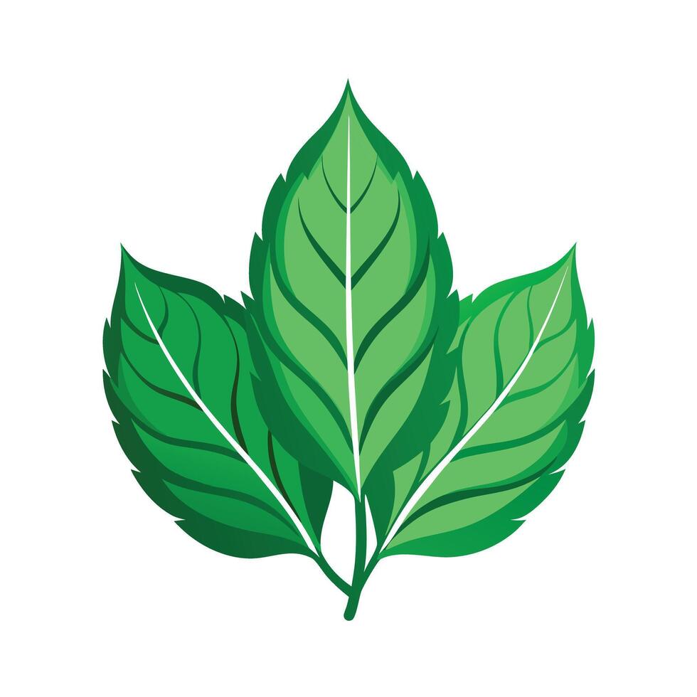 Realistic Beautiful Leaves Illustration vector