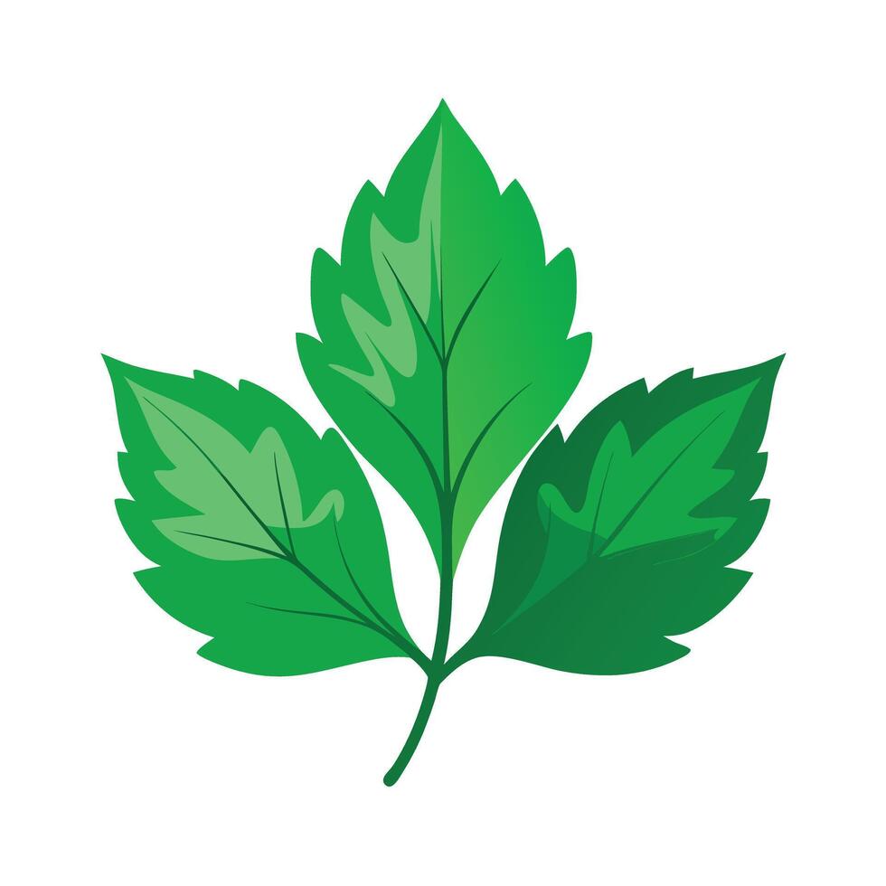 Realistic Beautiful Leaves Illustration vector