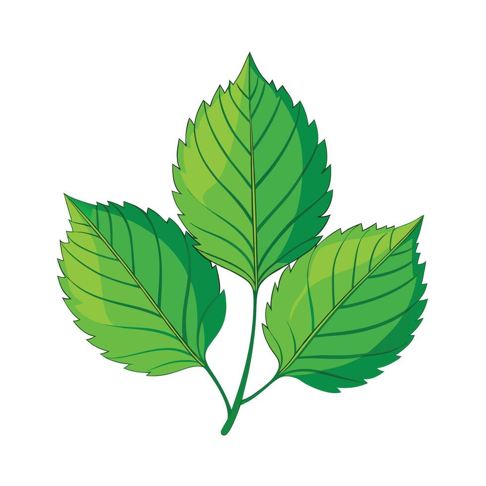 Realistic Beautiful Leaves Illustration vector
