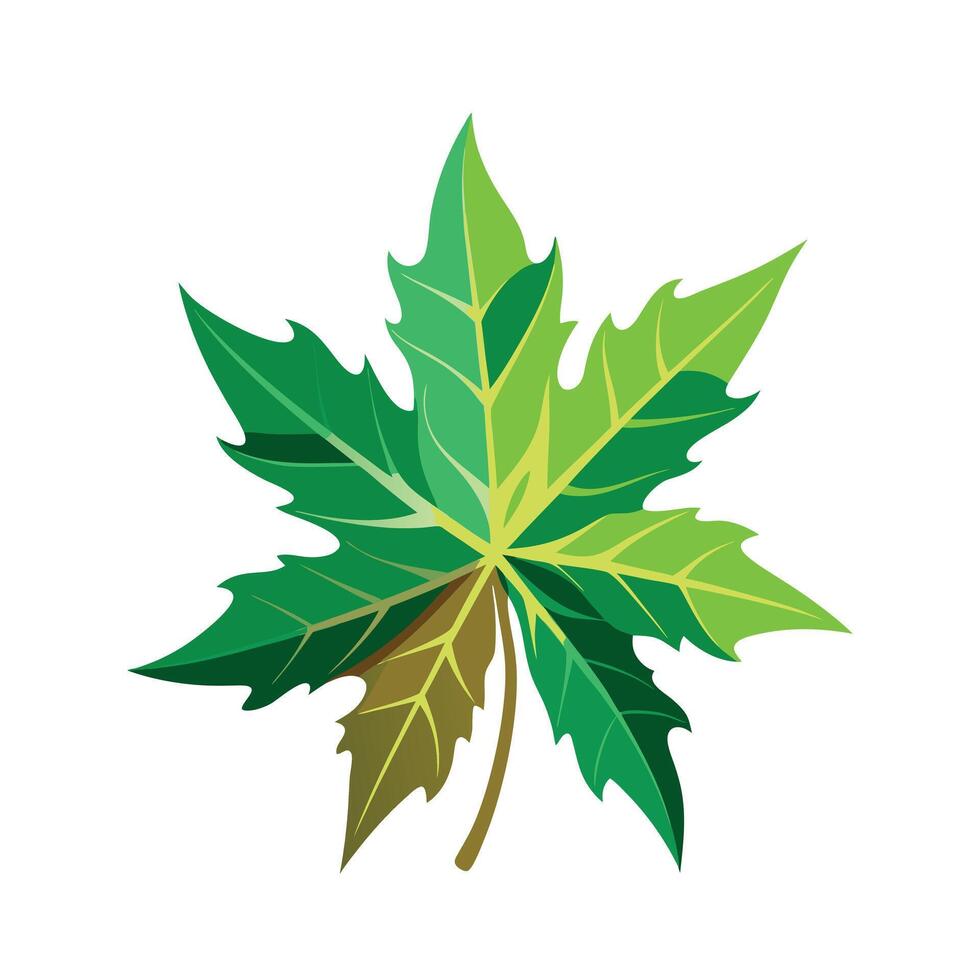 Realistic Beautiful Leaves Illustration vector