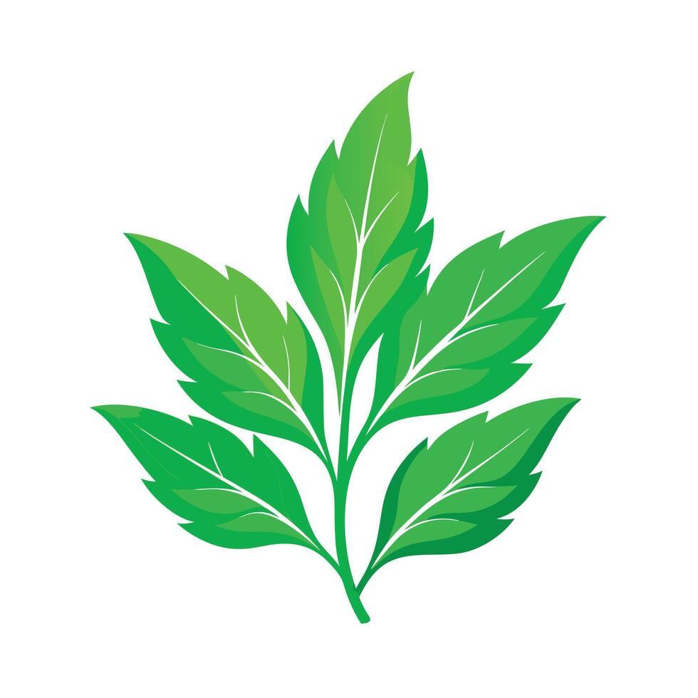 Realistic Beautiful Leaves Illustration vector