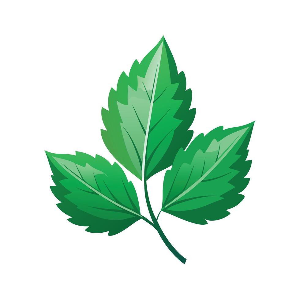 Realistic Beautiful Leaves Illustration vector