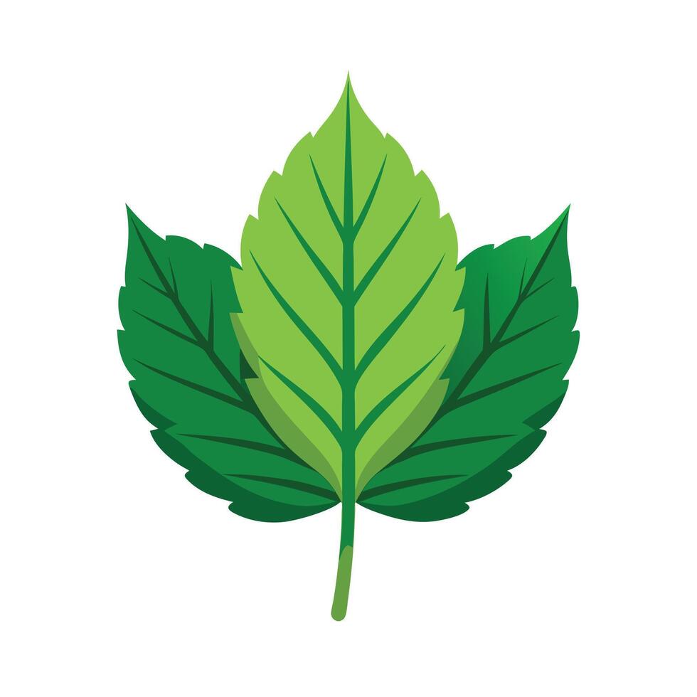 Realistic Beautiful Leaves Illustration vector
