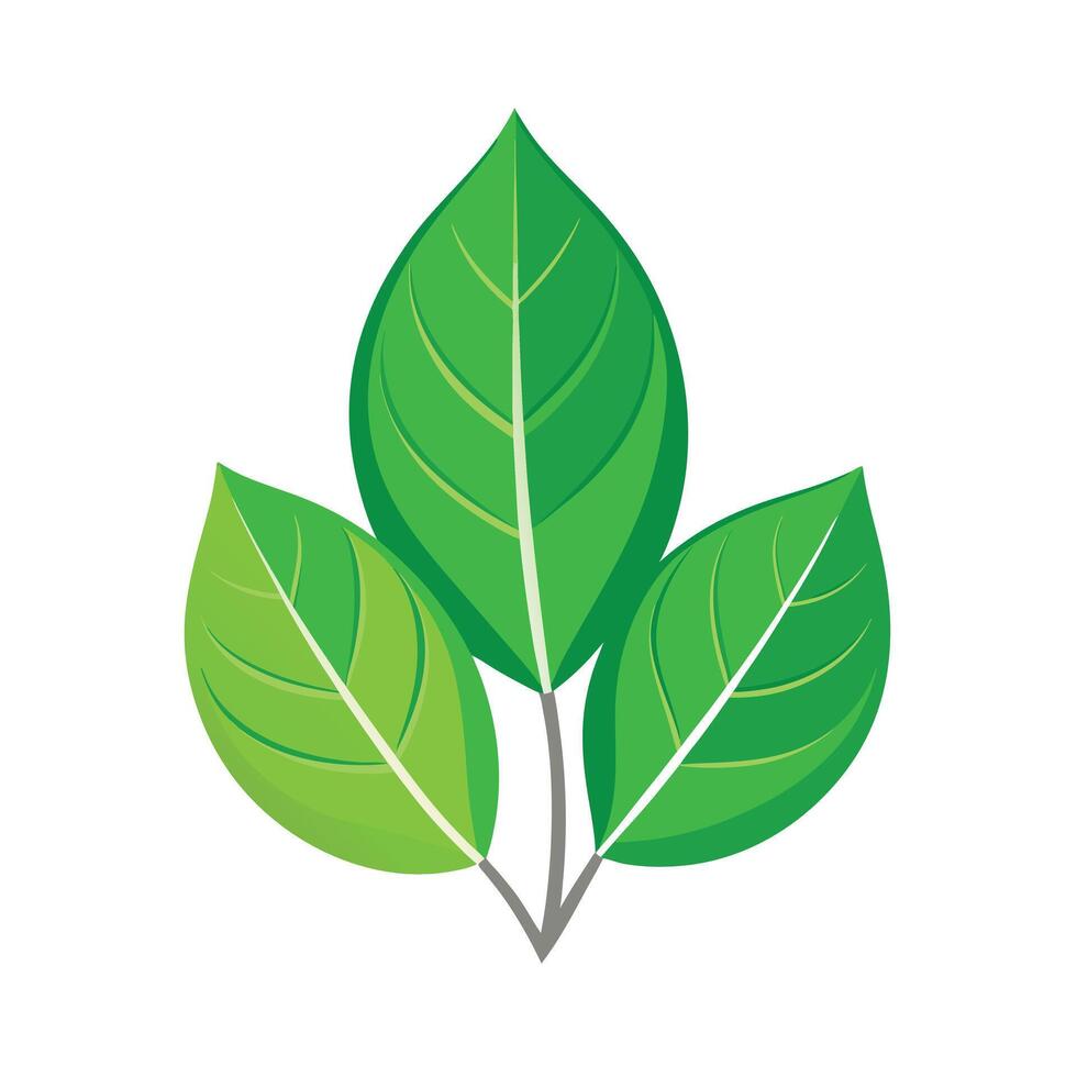 Realistic Beautiful Leaves Illustration vector