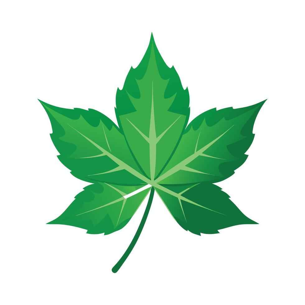 Realistic Beautiful Leaves Illustration vector