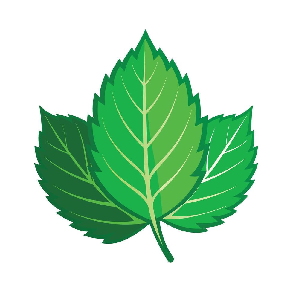Realistic Beautiful Leaves Illustration vector