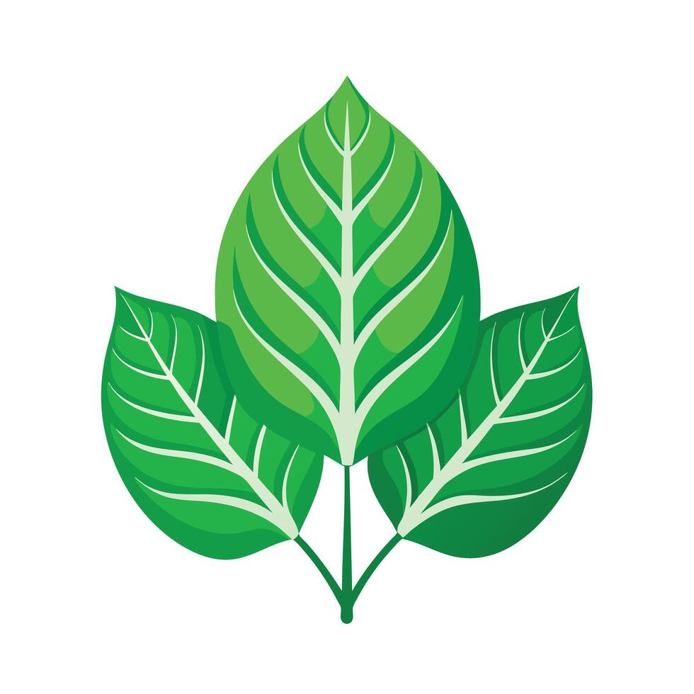 Realistic Beautiful Leaves Illustration vector
