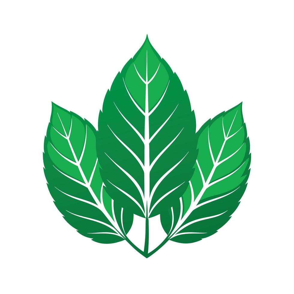 Realistic Beautiful Leaves Illustration vector
