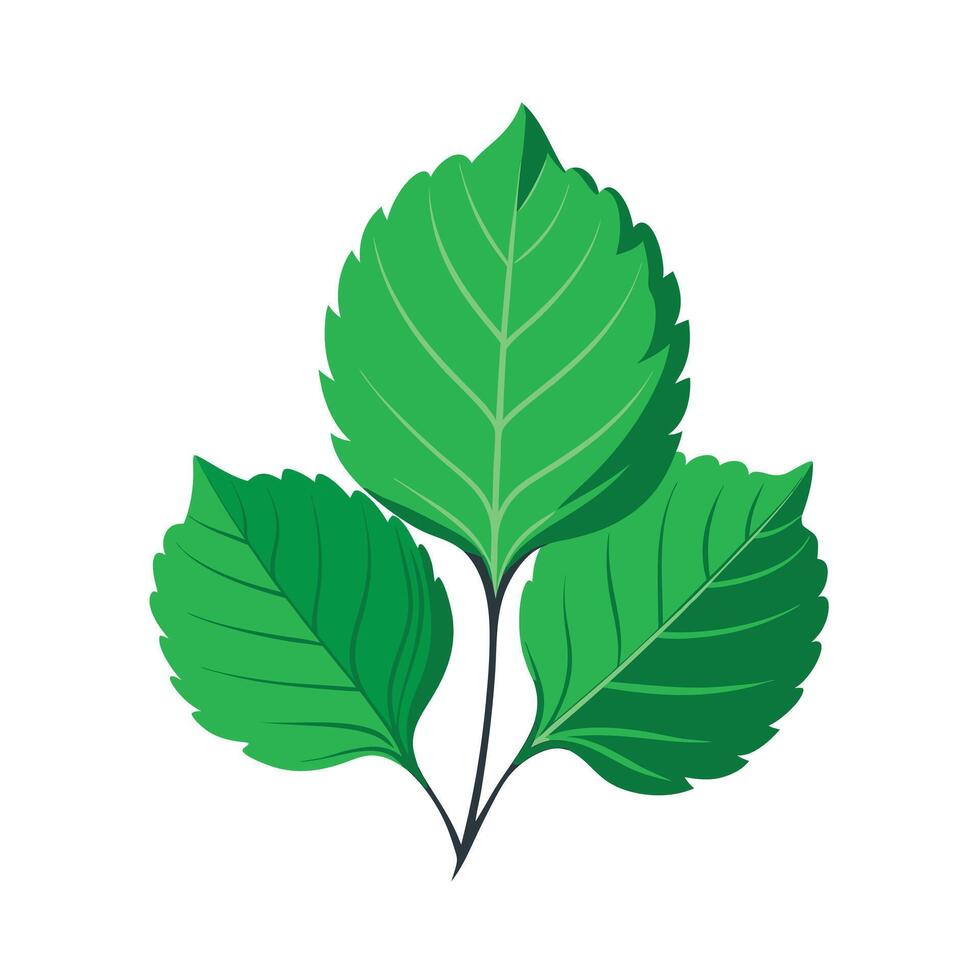 Realistic Beautiful Leaves Illustration vector
