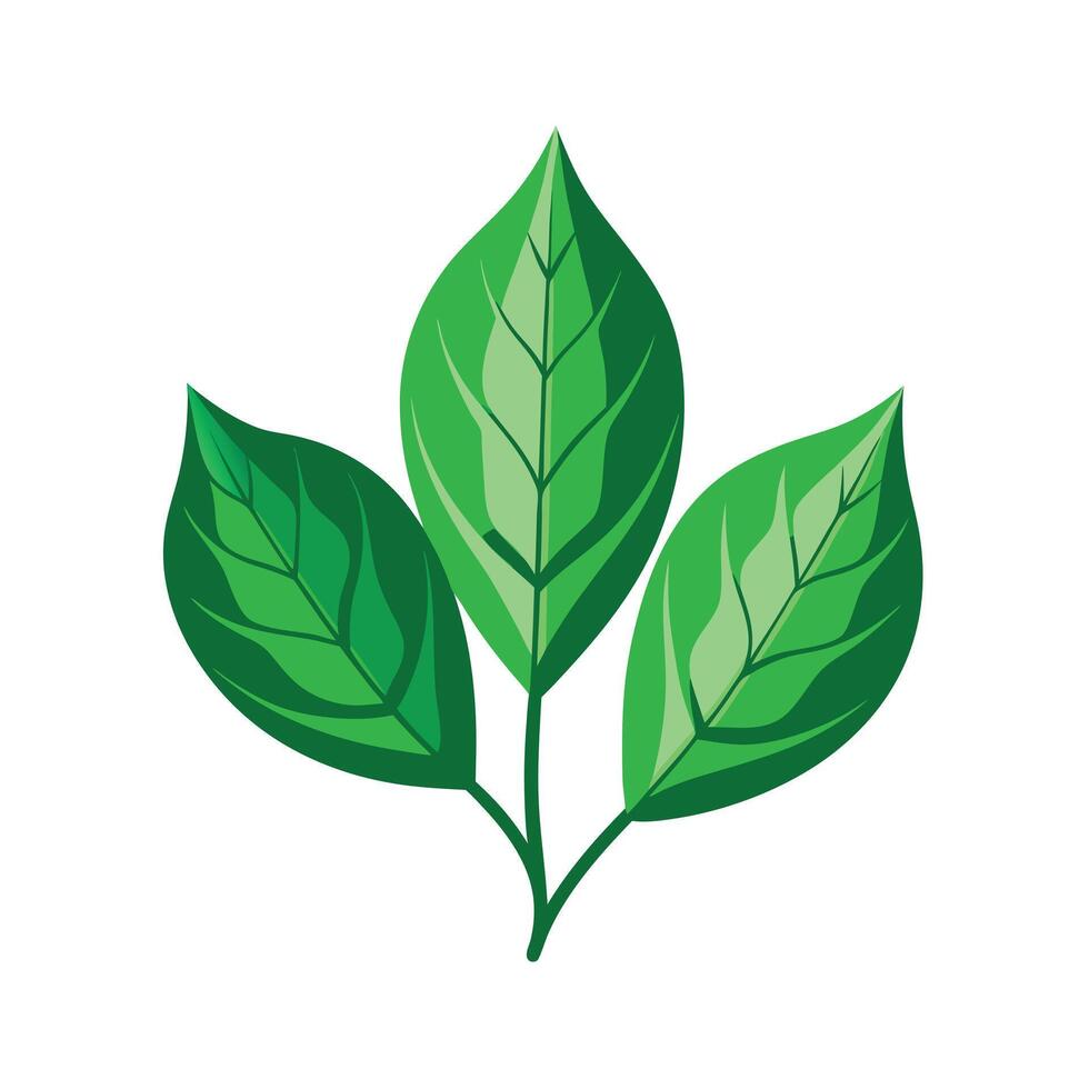 Realistic Beautiful Leaves Illustration vector