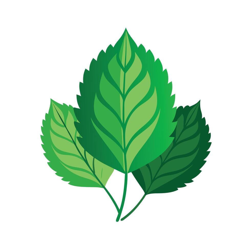 Realistic Beautiful Leaves Illustration vector