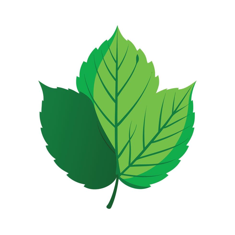 Realistic Beautiful Leaves Illustration vector