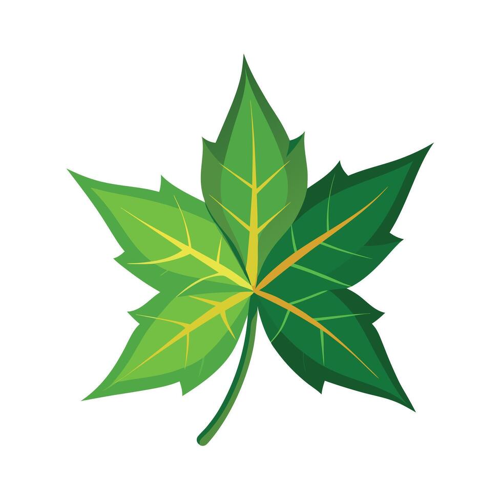 Realistic Beautiful Leaves Illustration vector