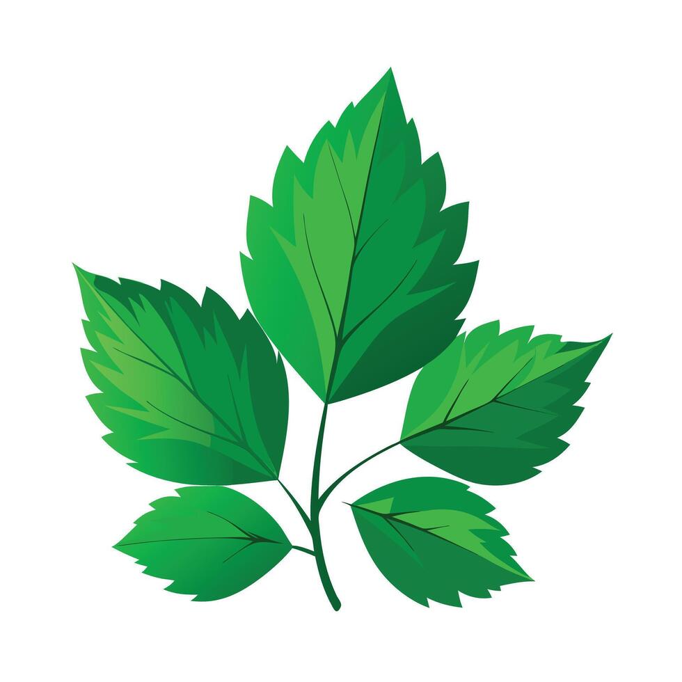 Realistic Beautiful Leaves Illustration vector