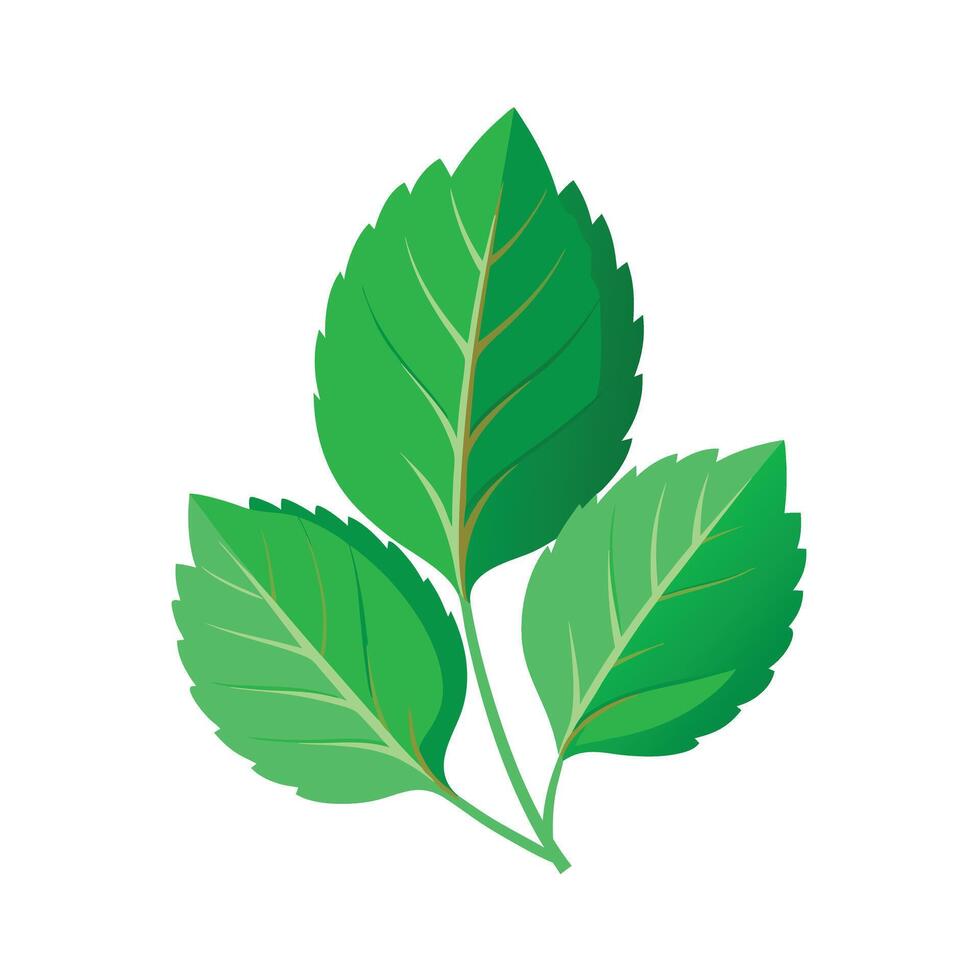 Realistic Beautiful Leaves Illustration vector