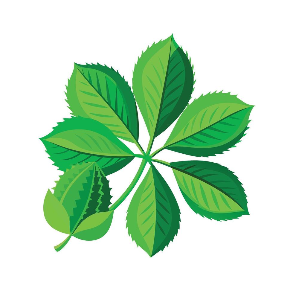 Realistic Beautiful Leaves Illustration vector