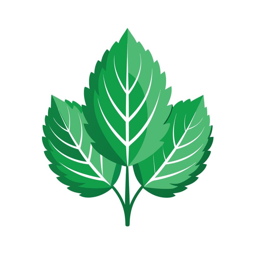 Realistic Beautiful Leaves Illustration vector