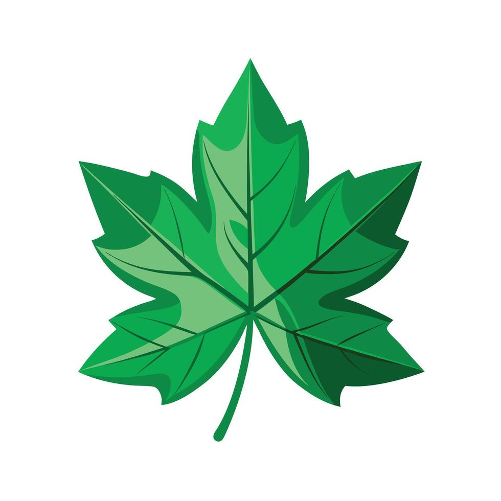 Realistic Beautiful Leaves Illustration vector