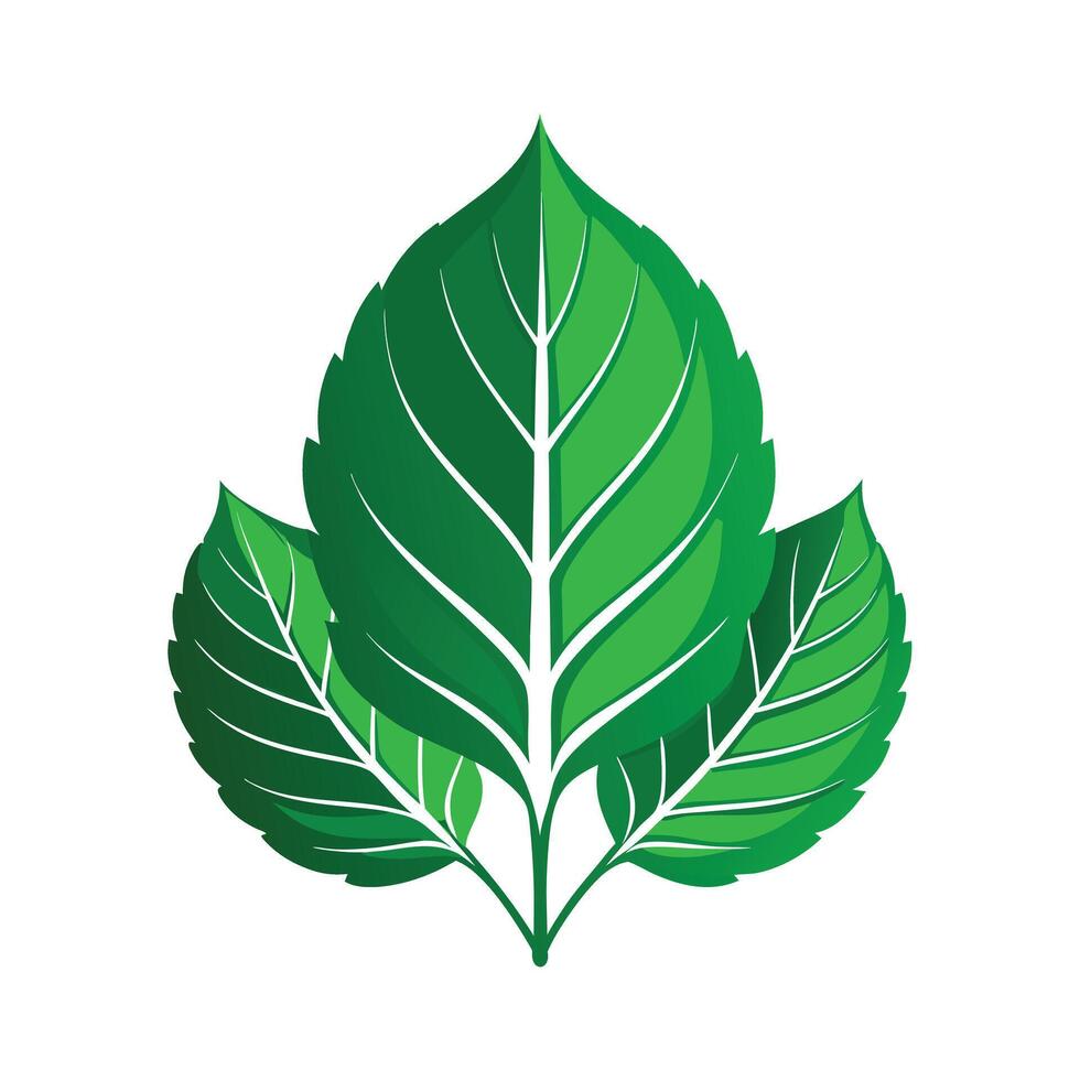 Realistic Beautiful Leaves Illustration vector